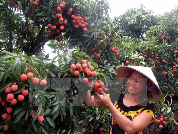 Fruit and vegetable exports record rapid growth ảnh 1