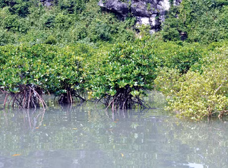 Vietnam receives support for forest, coastal ecosystem protection ảnh 1 Vietnam receives support for forest, coastal ecosystem protection ảnh 1