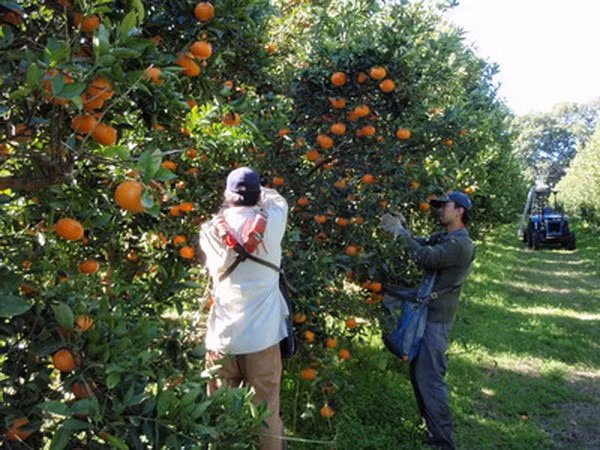 Three Australian fruits to re-enter Vietnamese market ảnh 1