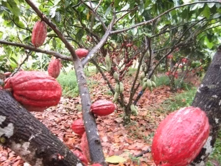  Cocoa farmers say things could be better ảnh 1