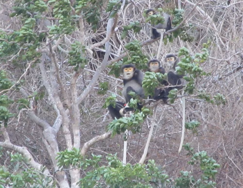 Black shanked douc langurs found in Ninh Thuan ảnh 1