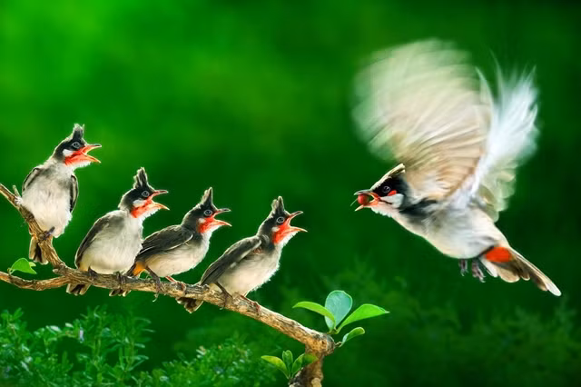 Vietnam wins gold medals at In't photo contest ảnh 1