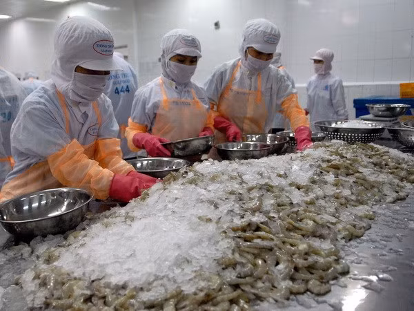 Vietnam sees high shrimp export growth to US and Japan in Q1 ảnh 1 Vietnam sees high shrimp export growth to US and Japan in Q1 ảnh 1