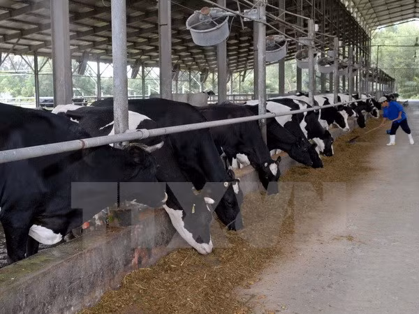 Japanese enterprise develops cow farms in Can Tho ảnh 1
