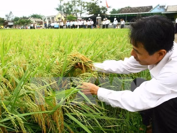 Vietnam cuts rice cultivation by 100,000 hectares in 2016 ảnh 1