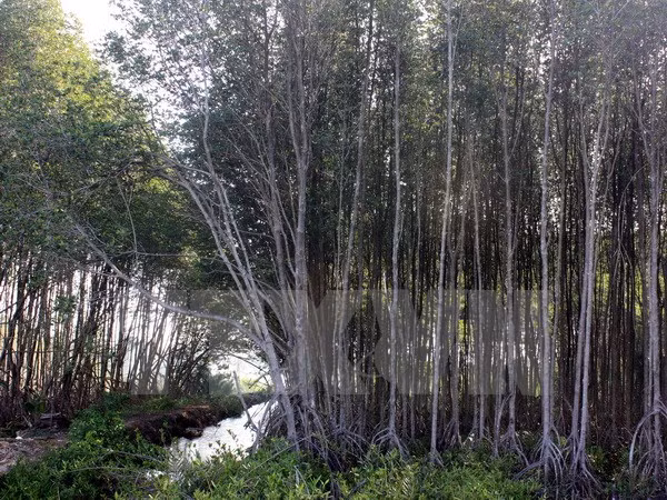 TPP participation pushes environment law overhauling, enforcement ảnh 1