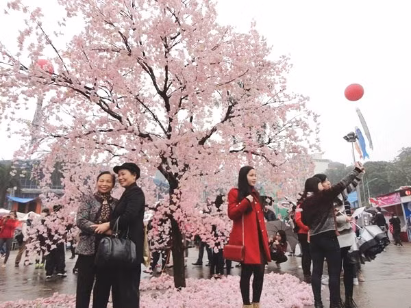 Japan Sakura Festival to return next week ảnh 1
