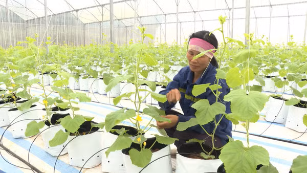 Quang Ninh farms turn to tech to grow agriculture sector ảnh 2 Quang Ninh farms turn to tech to grow agriculture sector ảnh 2
