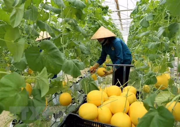 Vietnam keen on promoting agricultural partnership with US ảnh 1