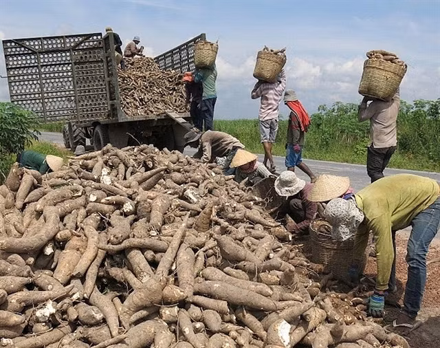 Vietnam gains cassava export growth in 2020 ảnh 1