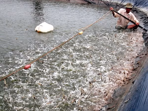 Ca Mau province looks to develop vibrant blue economy ảnh 2