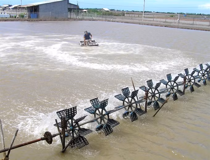 Shrimp aids climate change battle ảnh 1