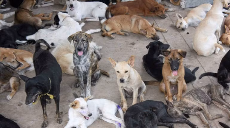 Thailand aims to eliminate rabies by 2020 ảnh 1