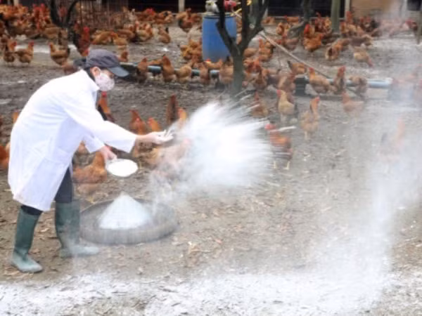 Ministry announces Vietnam free of bird flu ảnh 1