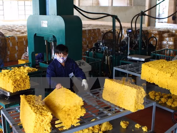 Vietnam hopes to join Int’l Tripartite Rubber Council ảnh 1