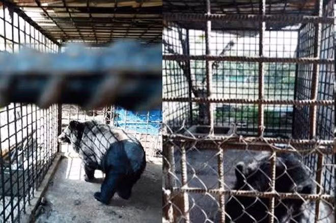 Can Tho reports no bears in captivity ảnh 1
