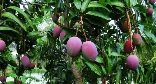 Vietnam exports three-coloured mangos to Australia ảnh 1