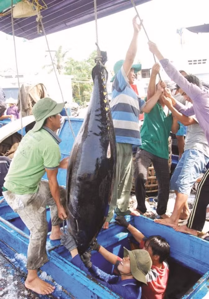 Vietnam acts to meet requirements on IUU control ảnh 1