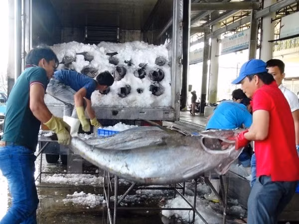 EC delegation to inspect IUU fishing in Vietnam ảnh 1