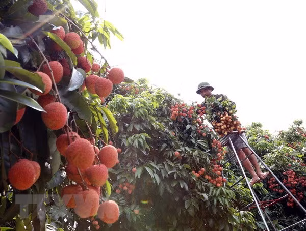 Festival promotes consumption of Thanh Ha litchi ảnh 1