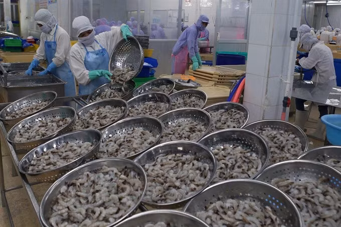 Vietnam to gain 4.8 billion USD from shrimp exports ảnh 1