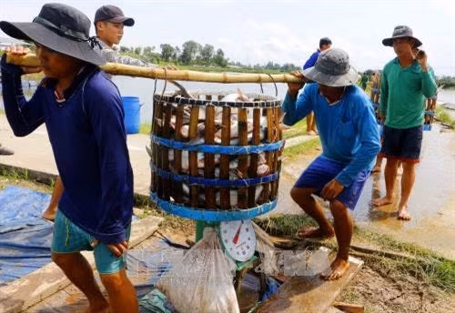 Mekong Delta authorities improve management of Tra fish breeding ảnh 1