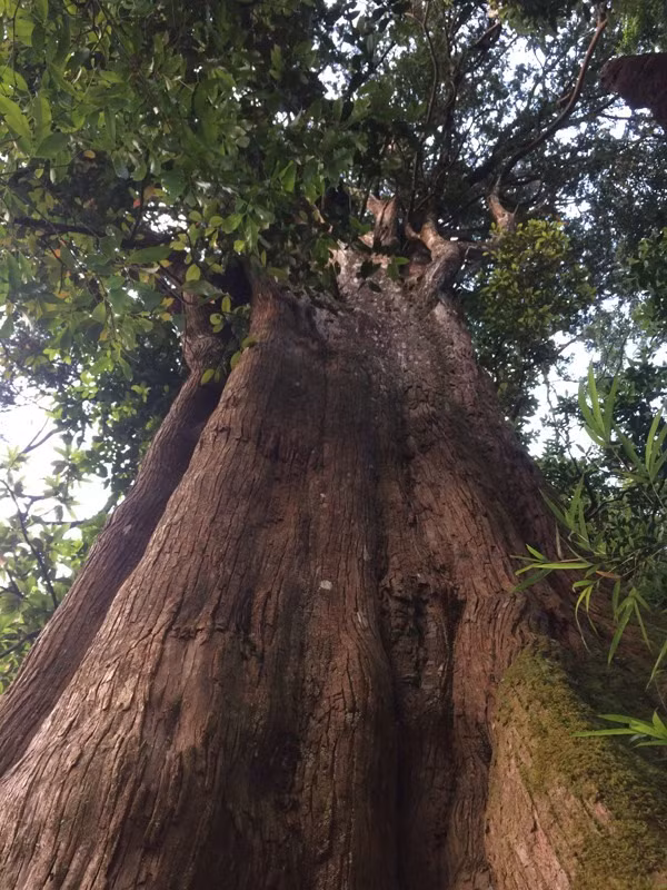 Century-old tree preserved in Ha Tinh national park ảnh 1 Century-old tree preserved in Ha Tinh national park ảnh 1