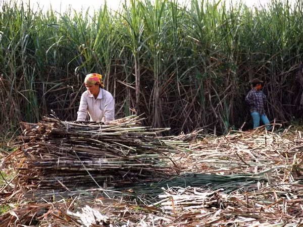 Reforms needed for sugar industry ảnh 1