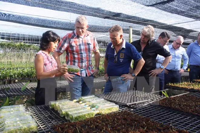 Dong Thap, Dutch Emmen city partner in education, floriculture ảnh 1
