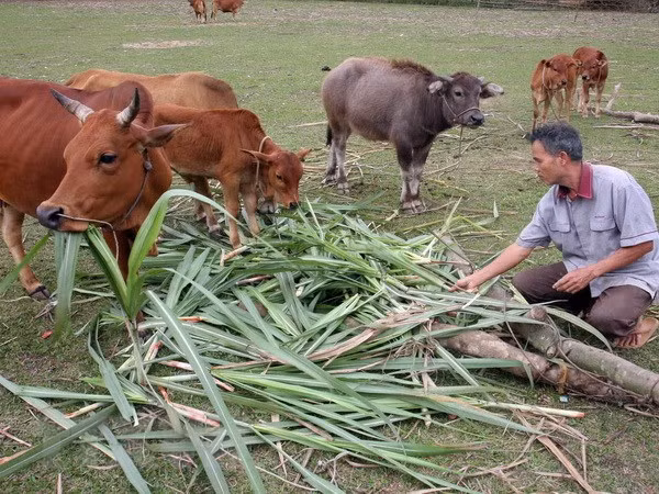 Nearly 28 billion VND to ease poverty in Long An province ảnh 1