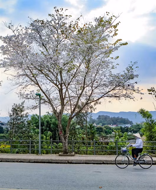 Ban flower festival to bring beauty of mountains to capital ảnh 1