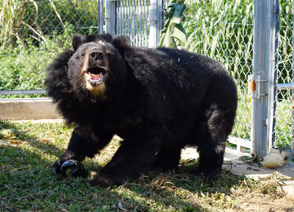 Bear conservation centre in Ninh Binh saves bile bears ảnh 1