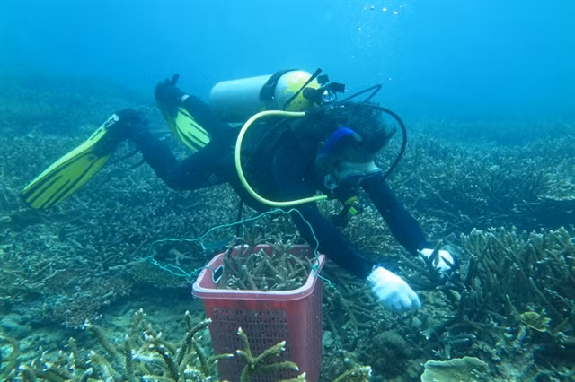 Con Dao conservationists take steps to save coral ảnh 1