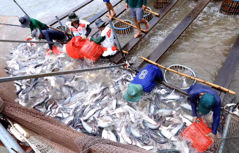 US raises anti-dumping tariffs on Vietnamese tra fish ảnh 1 US raises anti-dumping tariffs on Vietnamese tra fish ảnh 1