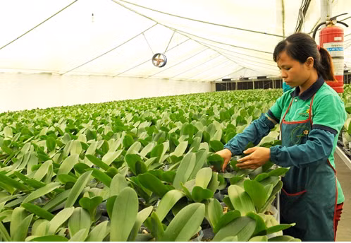 Hanoi helps bring farmers into 21st century with technology ảnh 1