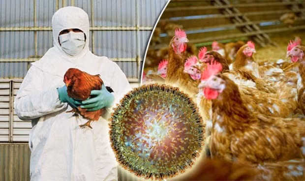 Cambodia reports first outbreak of H5N6 bird flu ảnh 1