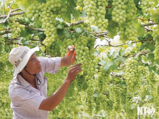 Ninh Thuan Grape and Wine Festival 2019 to take place in late April ảnh 1