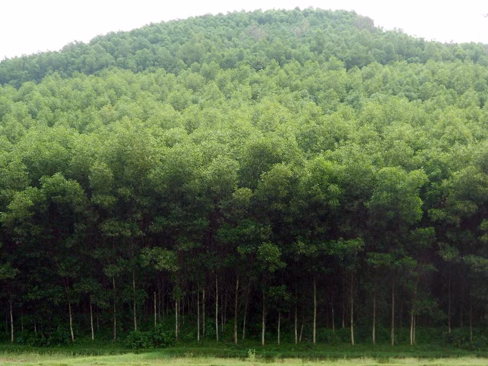 Germany funds forest biodiversity project in Thua Thien-Hue ảnh 1