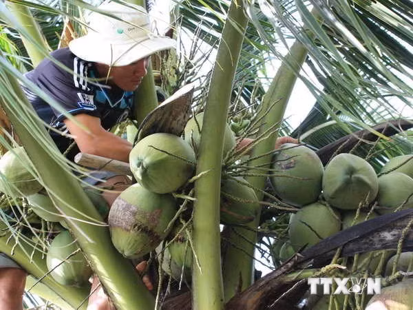 Ben Tre coconut products to boom on lazada.vn in late April ảnh 1