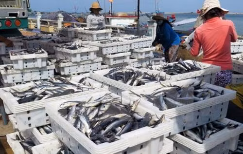 Solutions employed to fulfil fishing targets ảnh 1