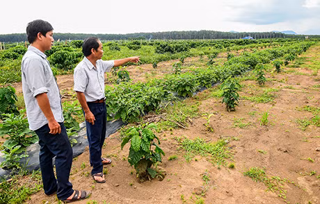 Coffee farms see high yields from new plants ảnh 1