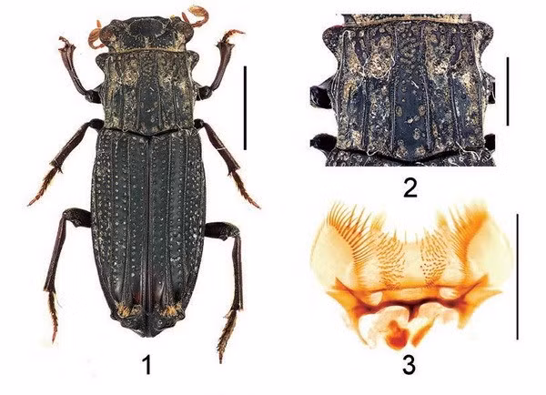 New insects discovered in Vietnam ảnh 1
