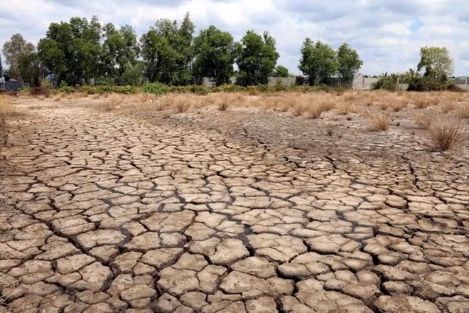 Organisations support farmers affected by drought ảnh 1 Organisations support farmers affected by drought ảnh 1