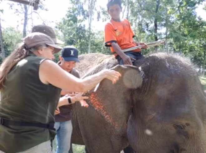 50,000 USD to save elephants in Dak Lak ảnh 1