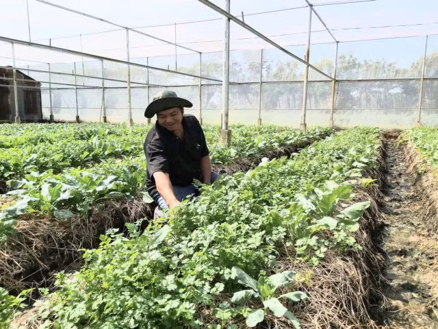 Soc Trang depends on efficient farming models to beat climate change ảnh 1