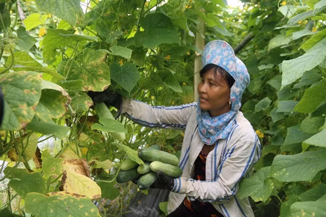 Tra Vinh promotes agricultural restructuring as drought, saline intrusion damages crops ảnh 1