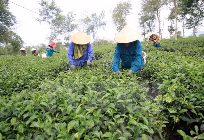  Industrial cooperatives share success stories ảnh 1