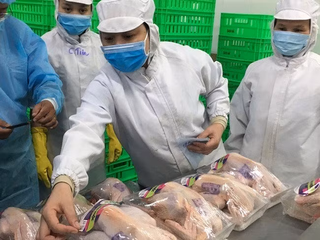 Vietnamese firm to build chicken processing factory for export ảnh 1 Vietnamese firm to build chicken processing factory for export ảnh 1