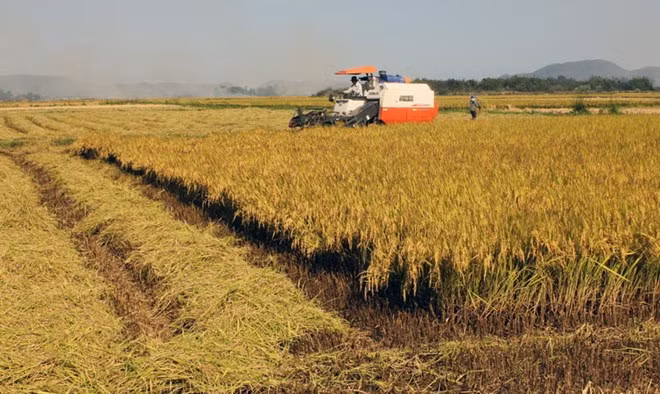 Can Tho looks to complete new-style rural area plan in 2019 ảnh 1