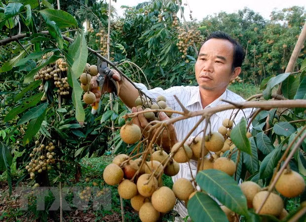 Vietnam may be allowed to ship fresh longans to Australia from 2019 ảnh 1